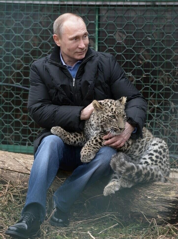 Vladimir Putin cuddling with a Persian leopard. Just prior to this, the Leopard attacked a journalist, bit his leg and drew blood. - Imgur