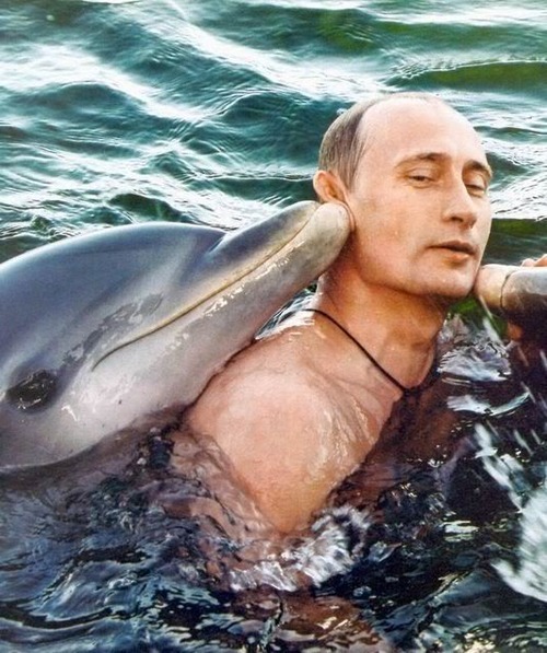 Vladimir Putin dolphin meme Imgur