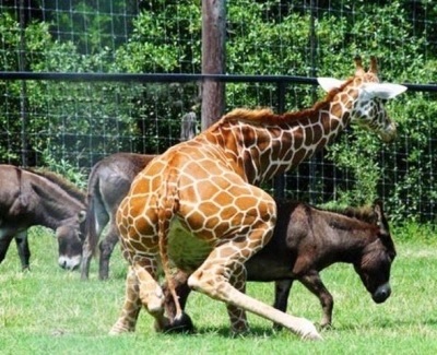 Imgurian giraffe fuck those jackasses on Reddit - Imgur