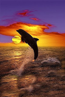 sunset with a dolphin meme Imgur