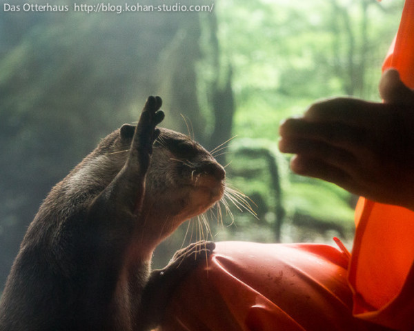 Otter high five meme Imgur