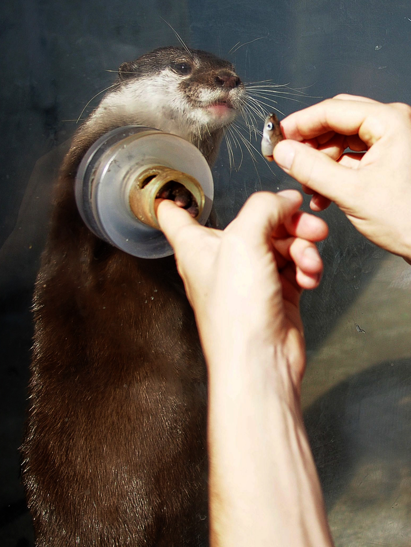 otter shake hands meme Imgur