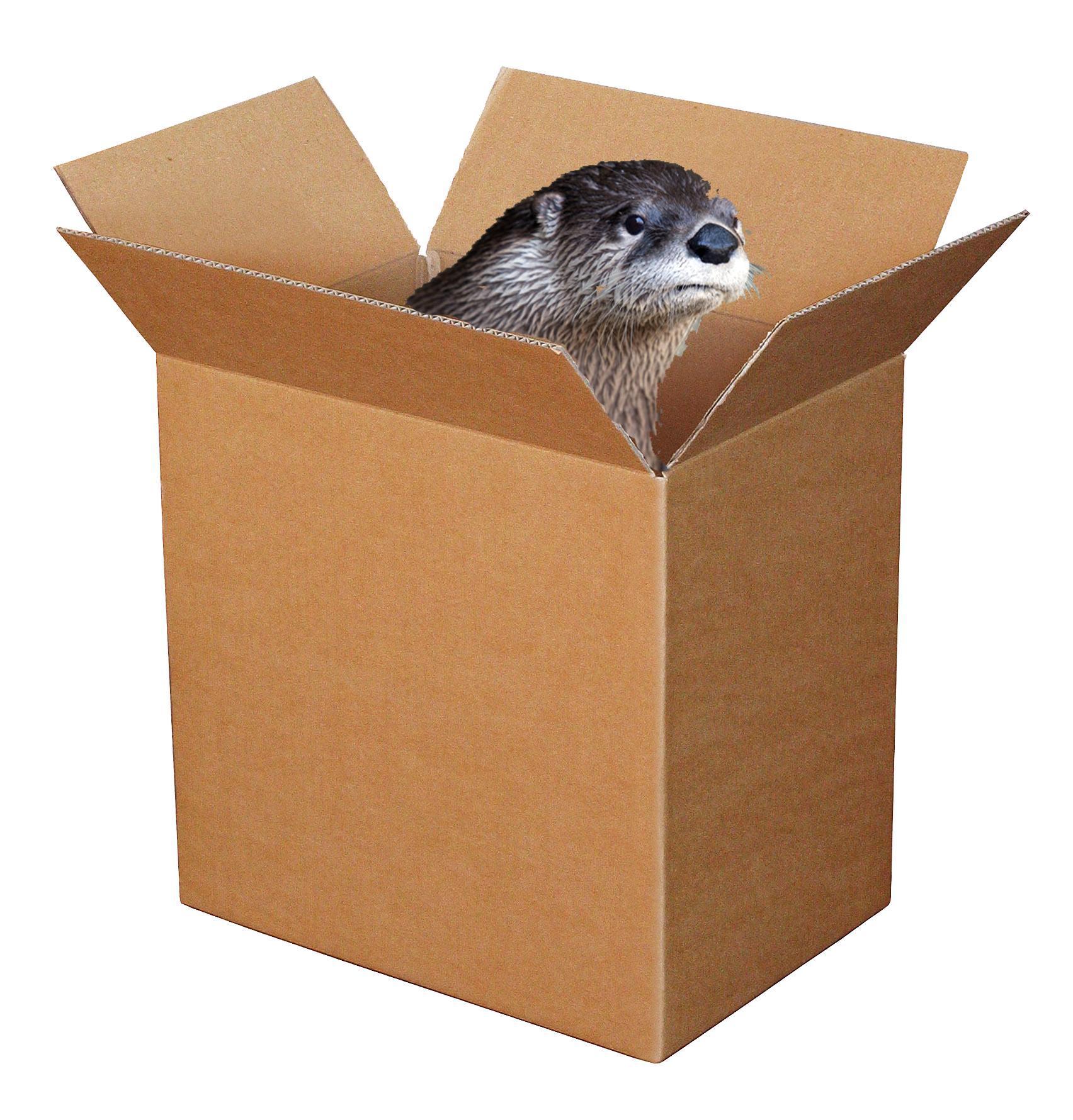 otter in a box meme it's a trap Imgur