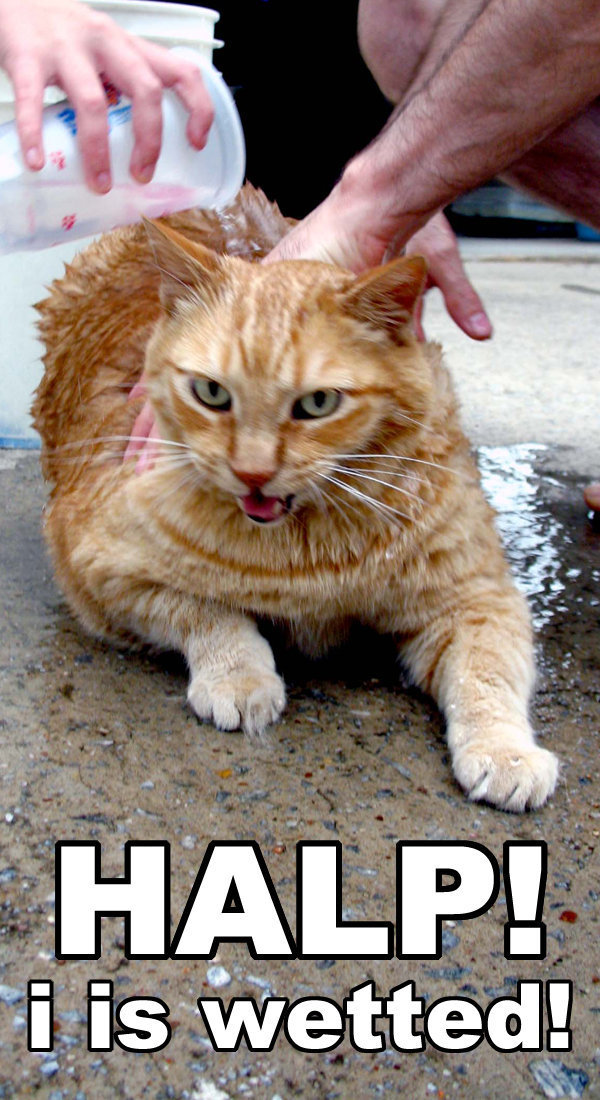 halp I is wetted meme tumblr imgur lolcat wet cat