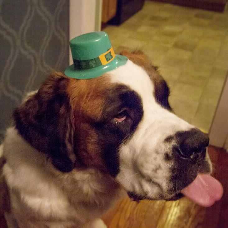 st bernard saint patricks day meme imgur tumblr