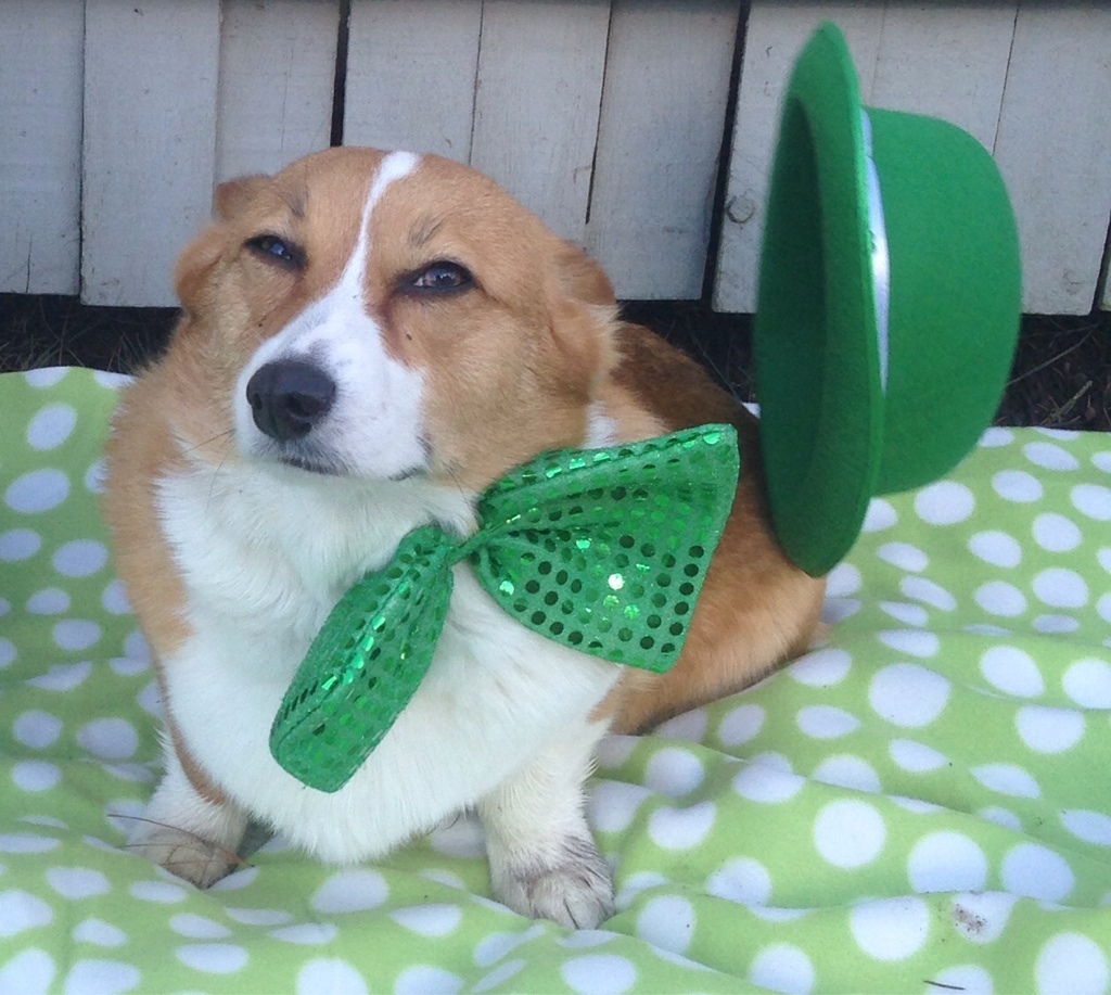 St. Patricks Day corgi dog cute meme Imgur Tumblr pic