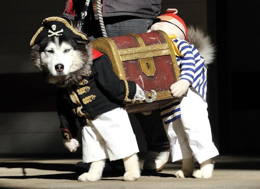 dog pirate costume