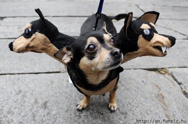 funny+pet+costume+031.jpg