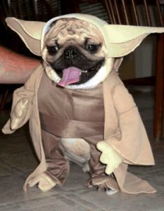 yoda-dog.jpg