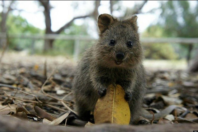 cute quokka pic photo meme imgur inquisitive