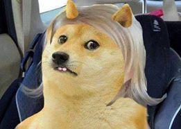 doge side eyeing Chloe meme imgur