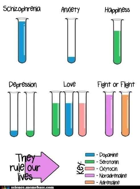 dopamine serotonin oxytocin noradrenaline adrenaline meme they rule our lives Facebook imgur tumblr Pinterest happiness depression love anxiety schizophrenia