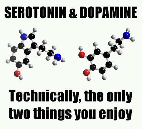 serotonin meme