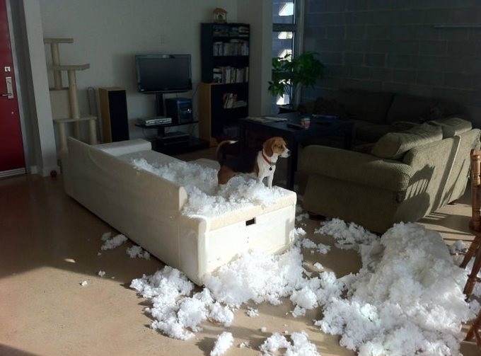 get a beagle, they said. it will be fun, they said.