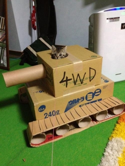 kitten tank