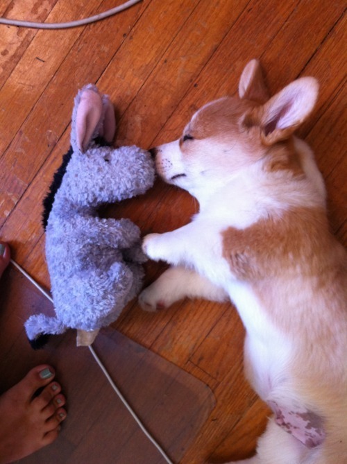 Sleeping corgi Eeyore