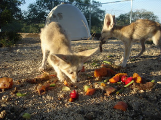 fennec eating