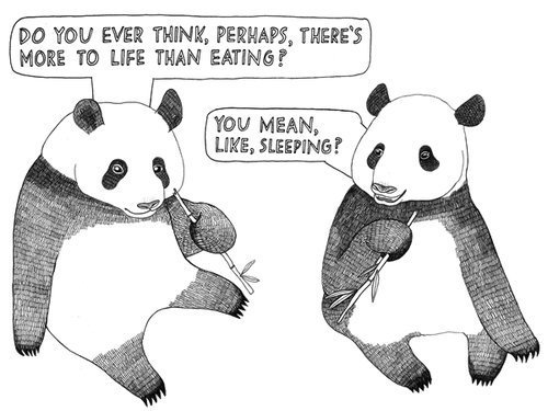 Pandas eating sleeping funny