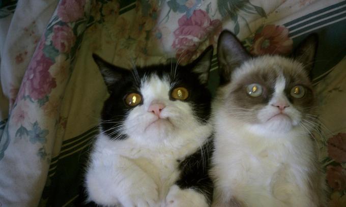 Grumpy Cat and her brother