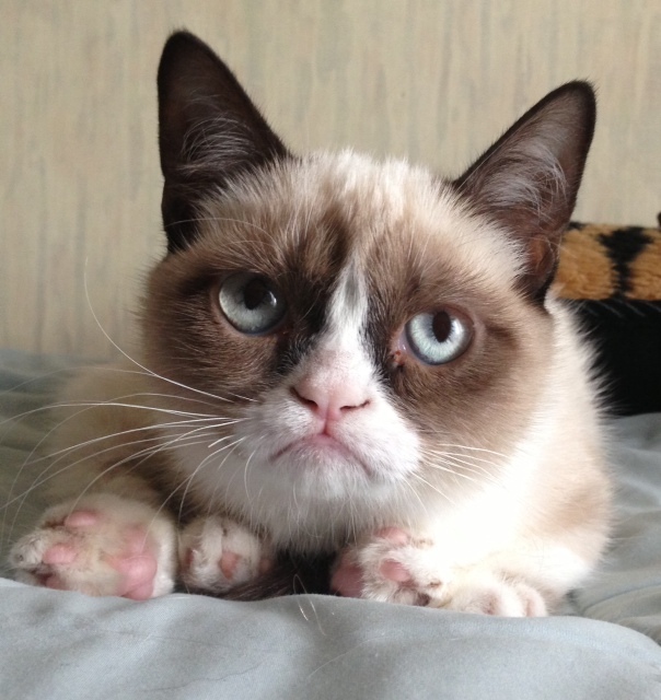 Grumpy Cat is Grumpy