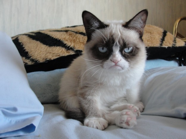 Grumpy cat is not impressed