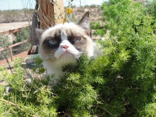 grumpy cat in the bushes