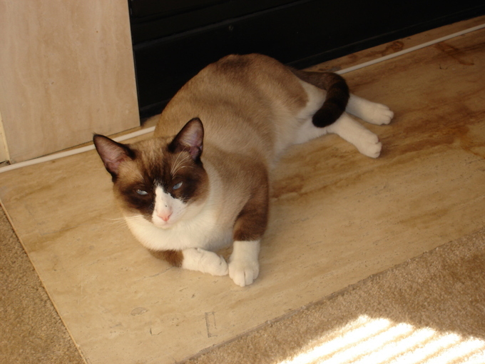 Grumpy Cat breed is Snowshoe Siamese