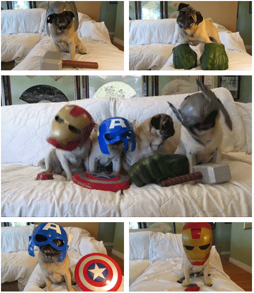 pug avengers