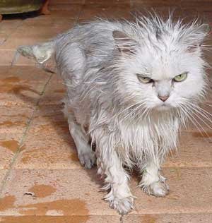 angry wet cat