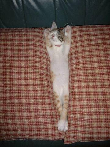 Cat stuck couch