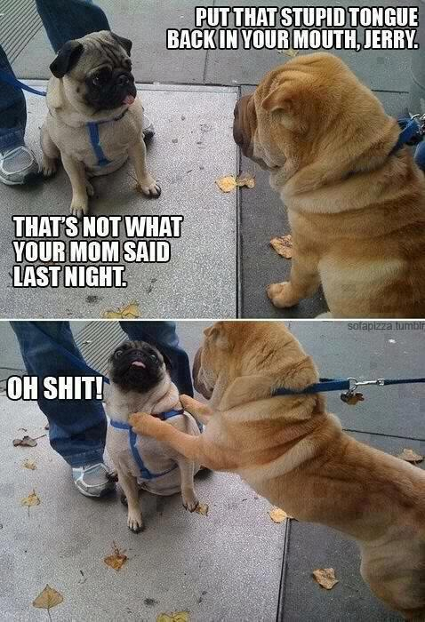 Pug talking smack