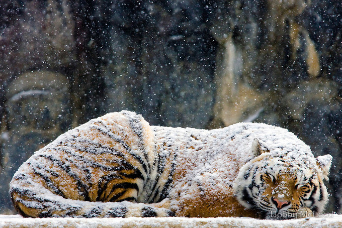 Bobby McLeod Tiger Snow