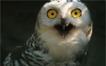 surprised snowy owl