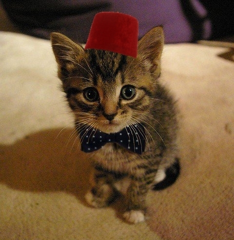 Cat bow tie fez