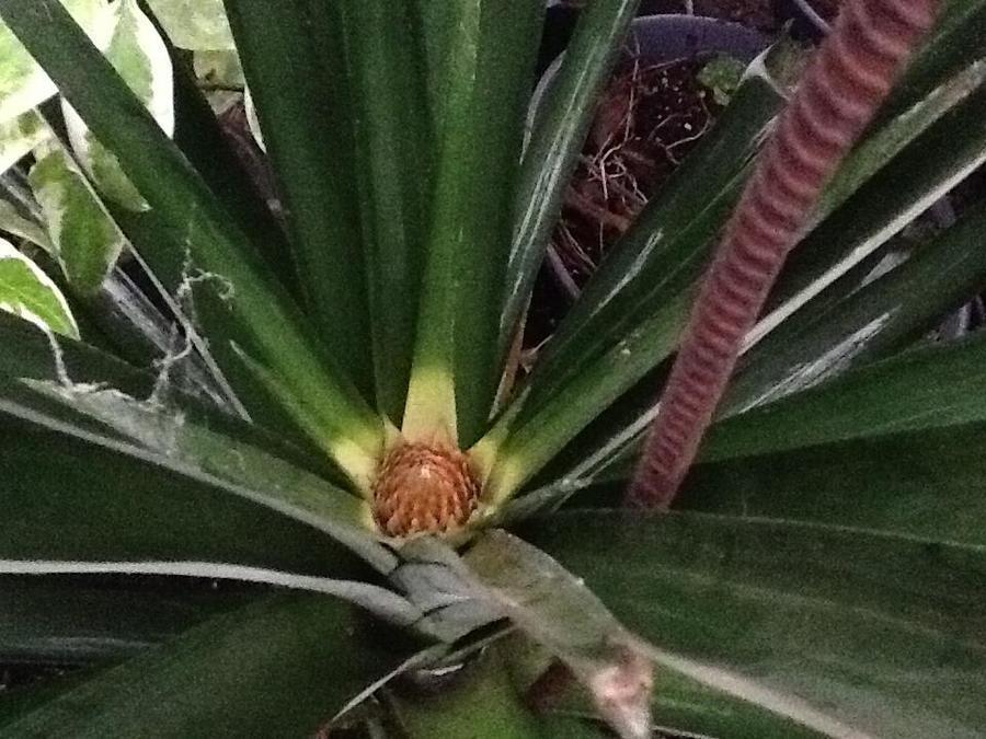 pineapple plant with baby pineapple