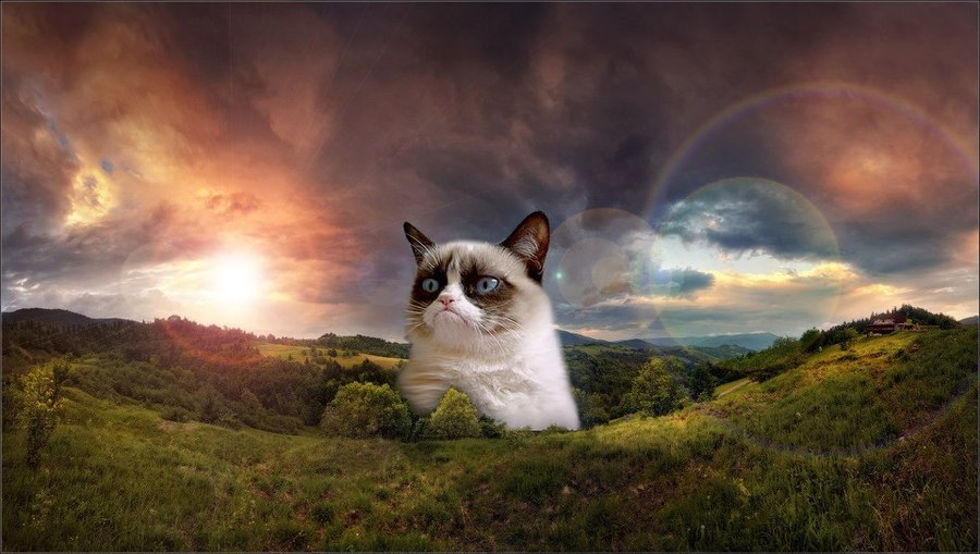 Grumpy Cat Hobbit - Lord of the Rings