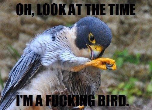 Oh look at the time. I'm a fucking bird.