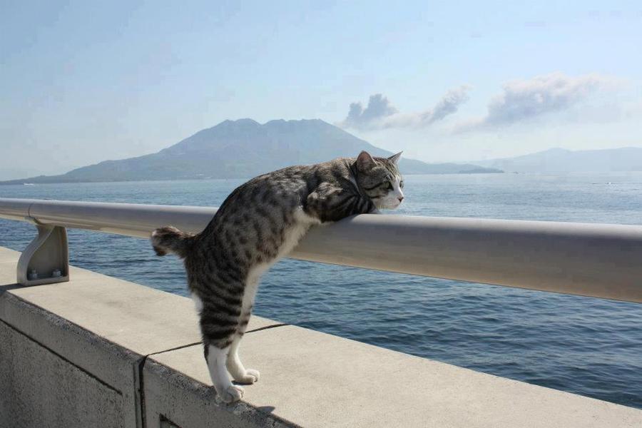 Daydreamer cat looking at the ocean from a pier. - PandaWhale