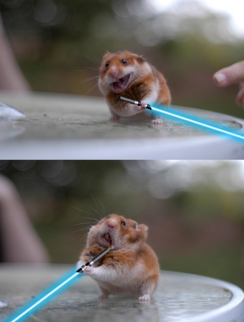 Hamster Skywalker - Star Wars light saber I fucking love sweeping