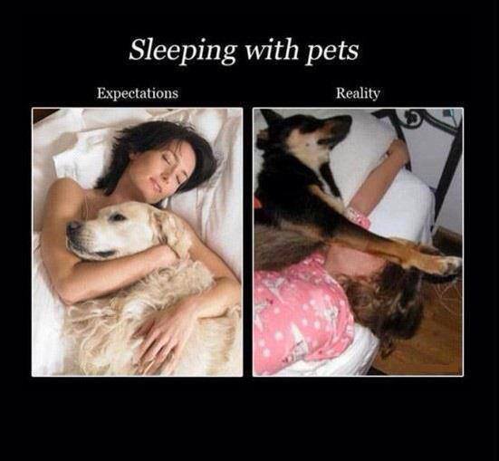 sleeping with pets expectations vs reality