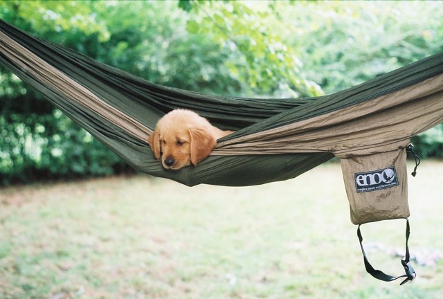 hammocks