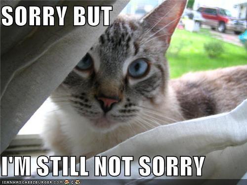 sorry Im not sorry meme lolcat