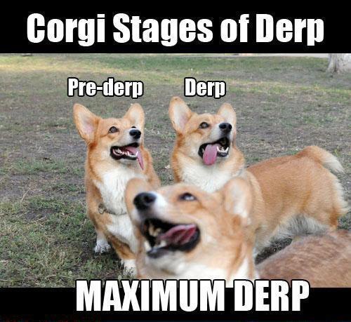 83196-corgi-meme-0kFo.jpeg