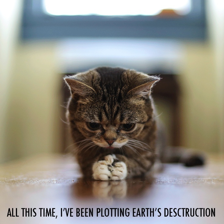 lil bub plotting earth destruction meme gif imgur