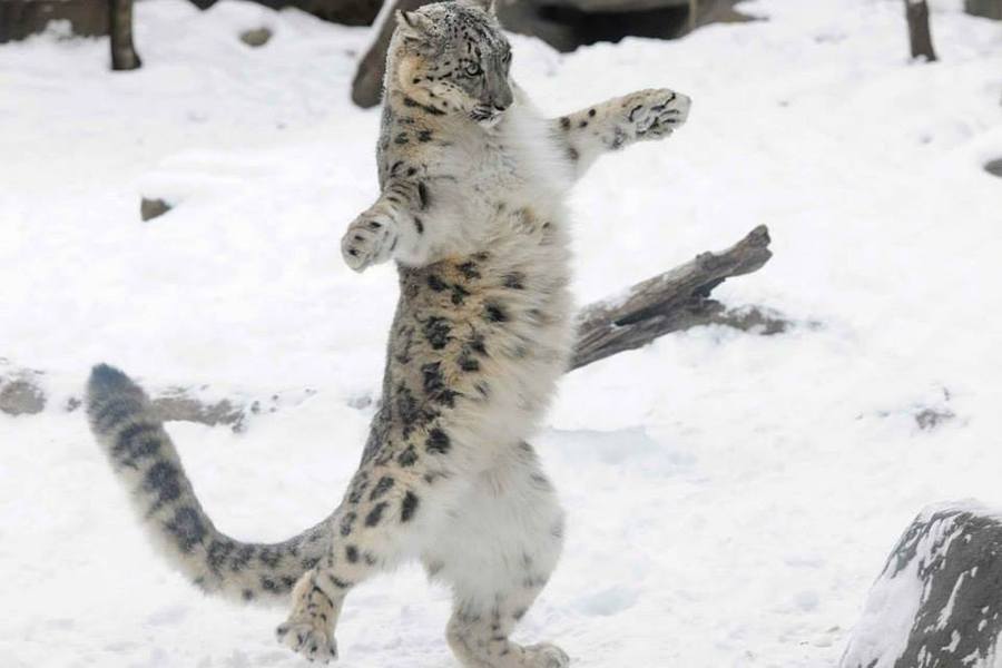 Bitch, I'm Fabulous snow leopard meme Imgur