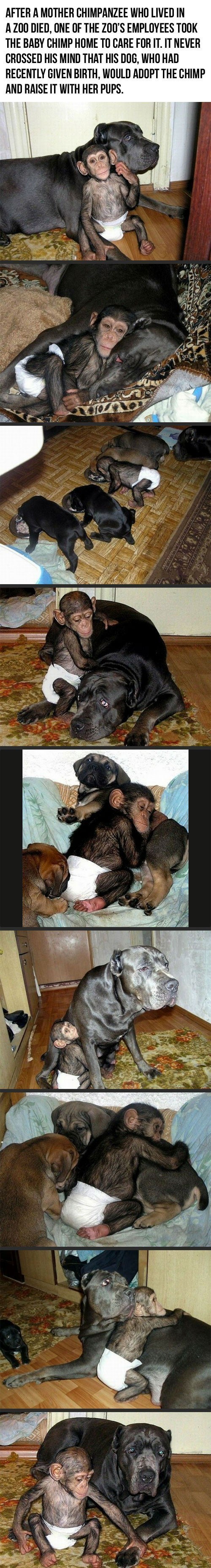 Dog adopts chimp and raises it with her pups 