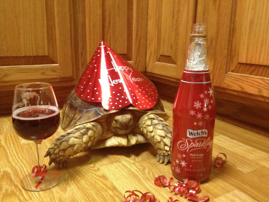 Party Turtle 