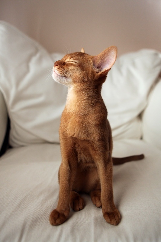 Abyssinian cat embracing the morning sun cute meme Imgur