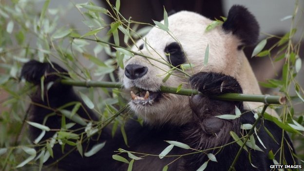 BBC News Q&A Edinburgh s giant pandas