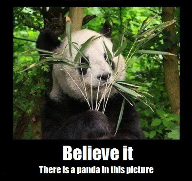 Ninja Panda 